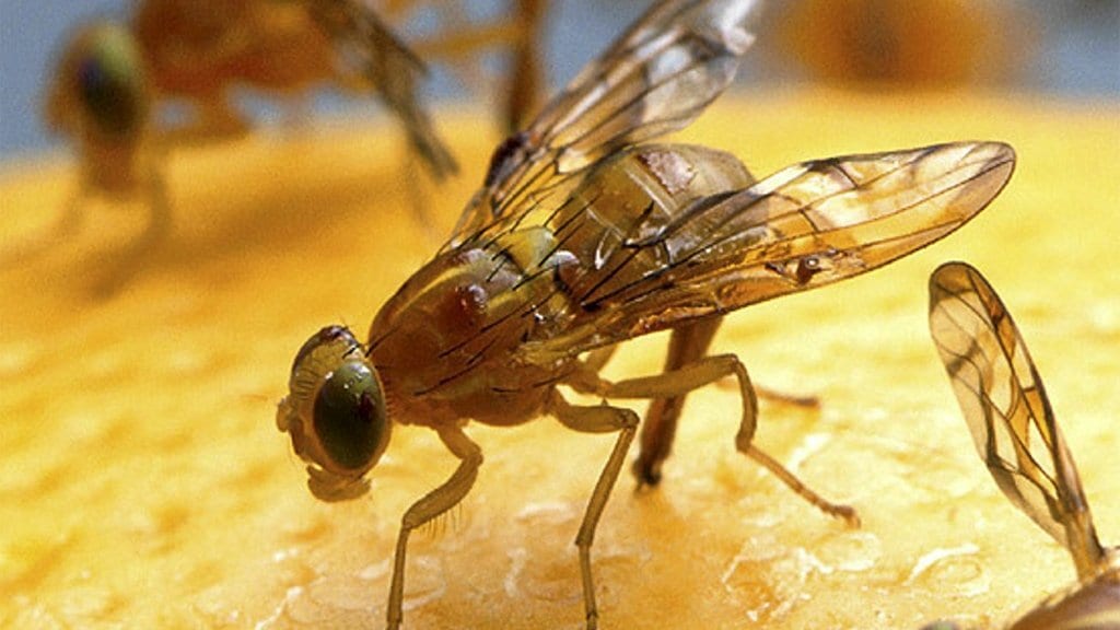 Arthropod, Insect