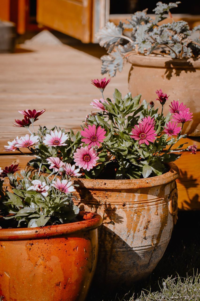 Cute purple flowers in different kinds of pots