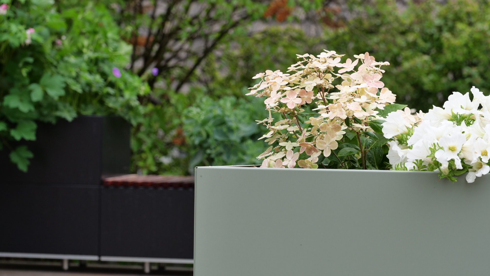 Flower, Plant, Flowerpot, Petal, Grass