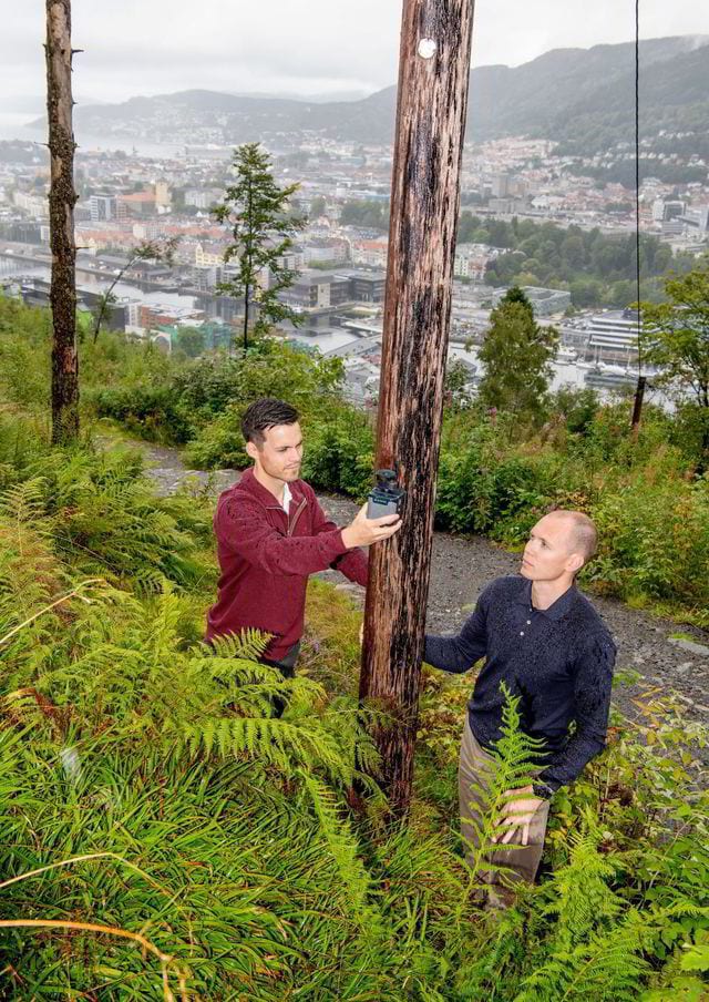 People in nature, Plant community, Tree, Sky, Mountain, Wood, Biome