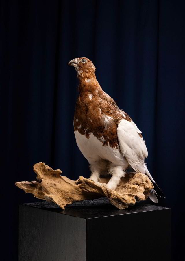 Bird, Accipitridae, Wood, Falcon, Falconiformes