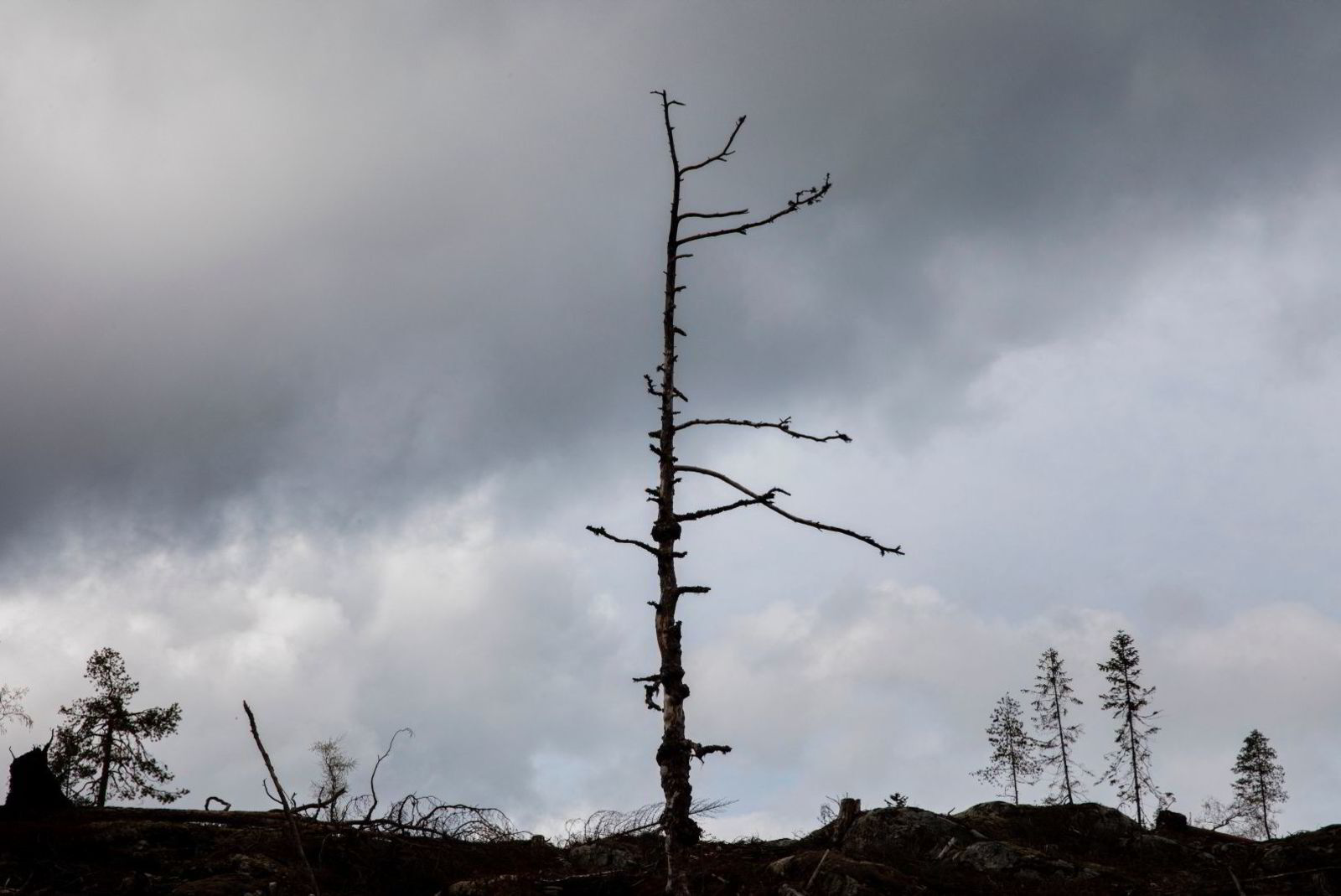 Natural landscape, Cloud, Sky, Plant, Twig, Tree