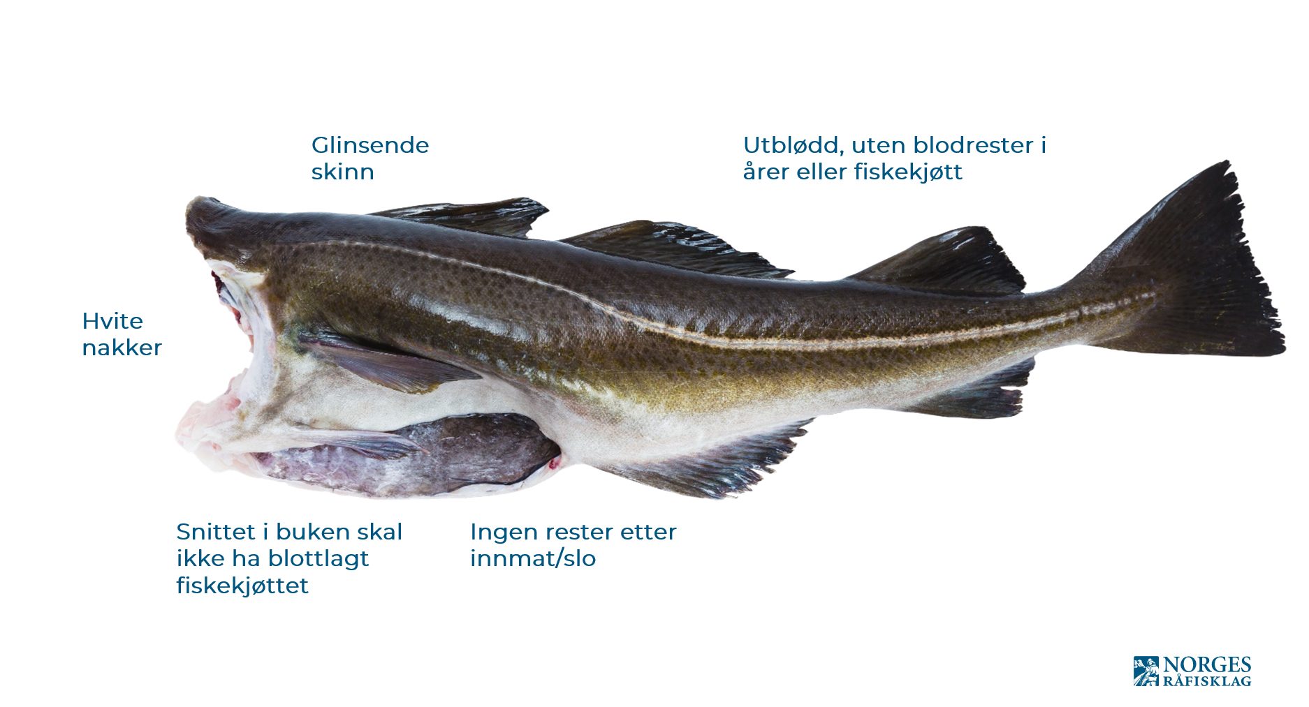 Annonsørinnhold: Råfisklaget: Sjekk kvaliteten på fisken du kjøper