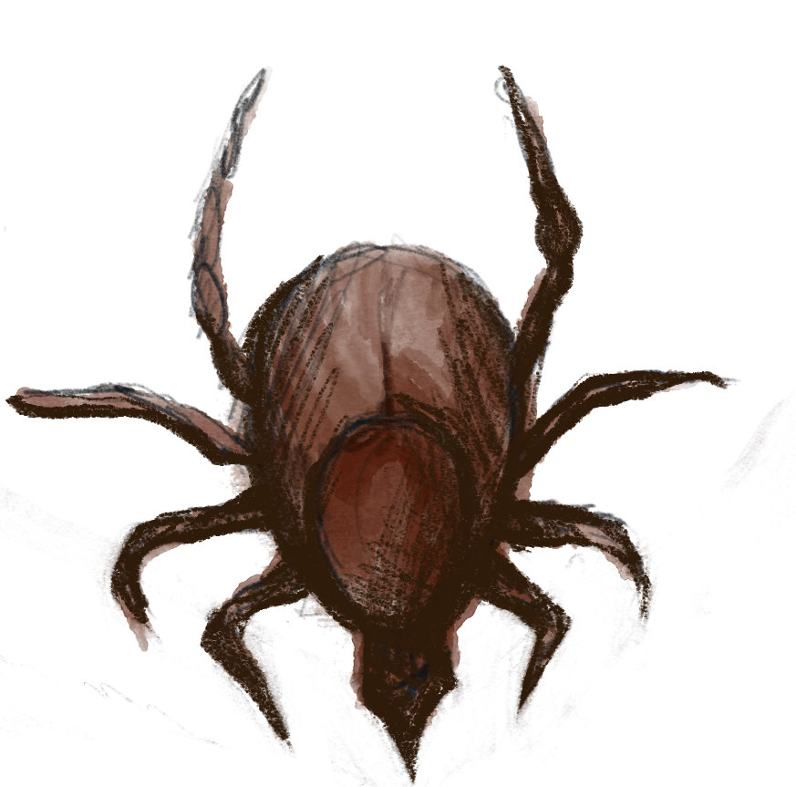 Sketchy dark red insect, possibly a tick or beetle, on a dark green background.