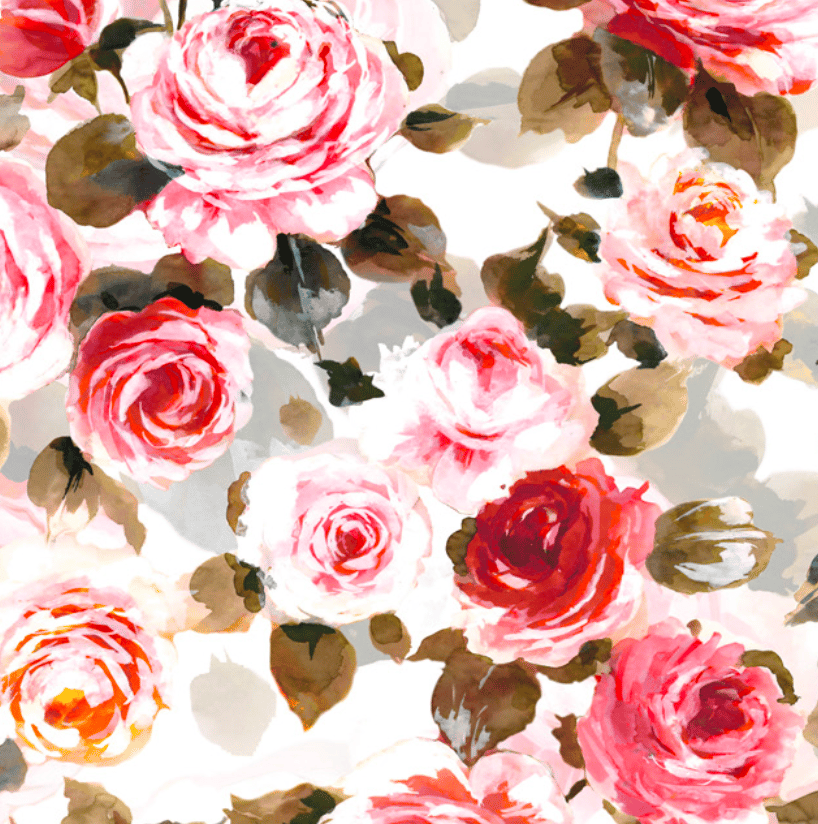 Garden roses, Rose family, Red, Pink, Petal