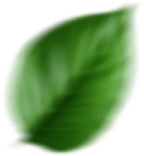 Terrestrial plant, Rectangle, Liquid