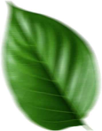 Terrestrial plant, Rectangle