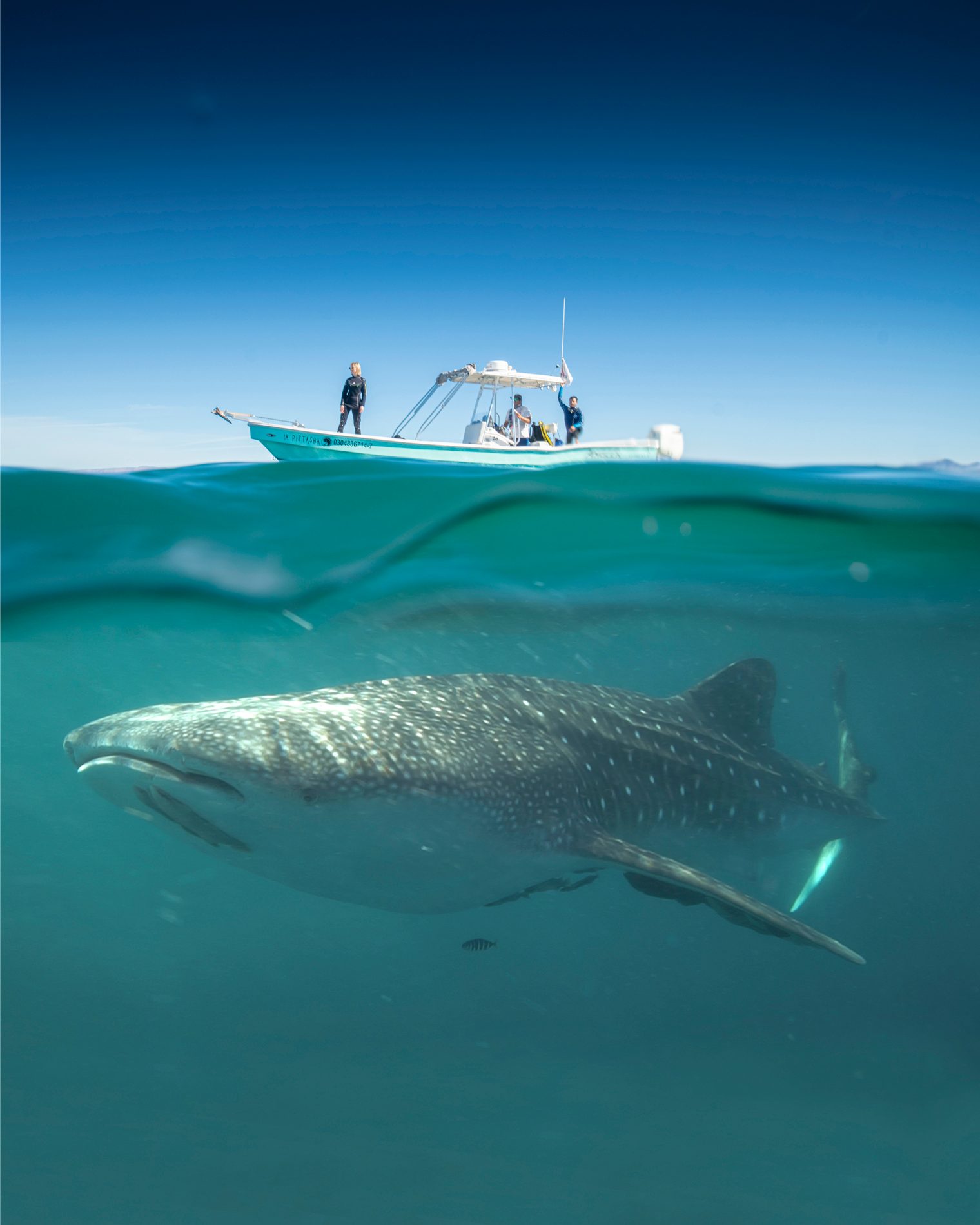 Cartilaginous fishes, Fish, Ocean, Shark, Sea