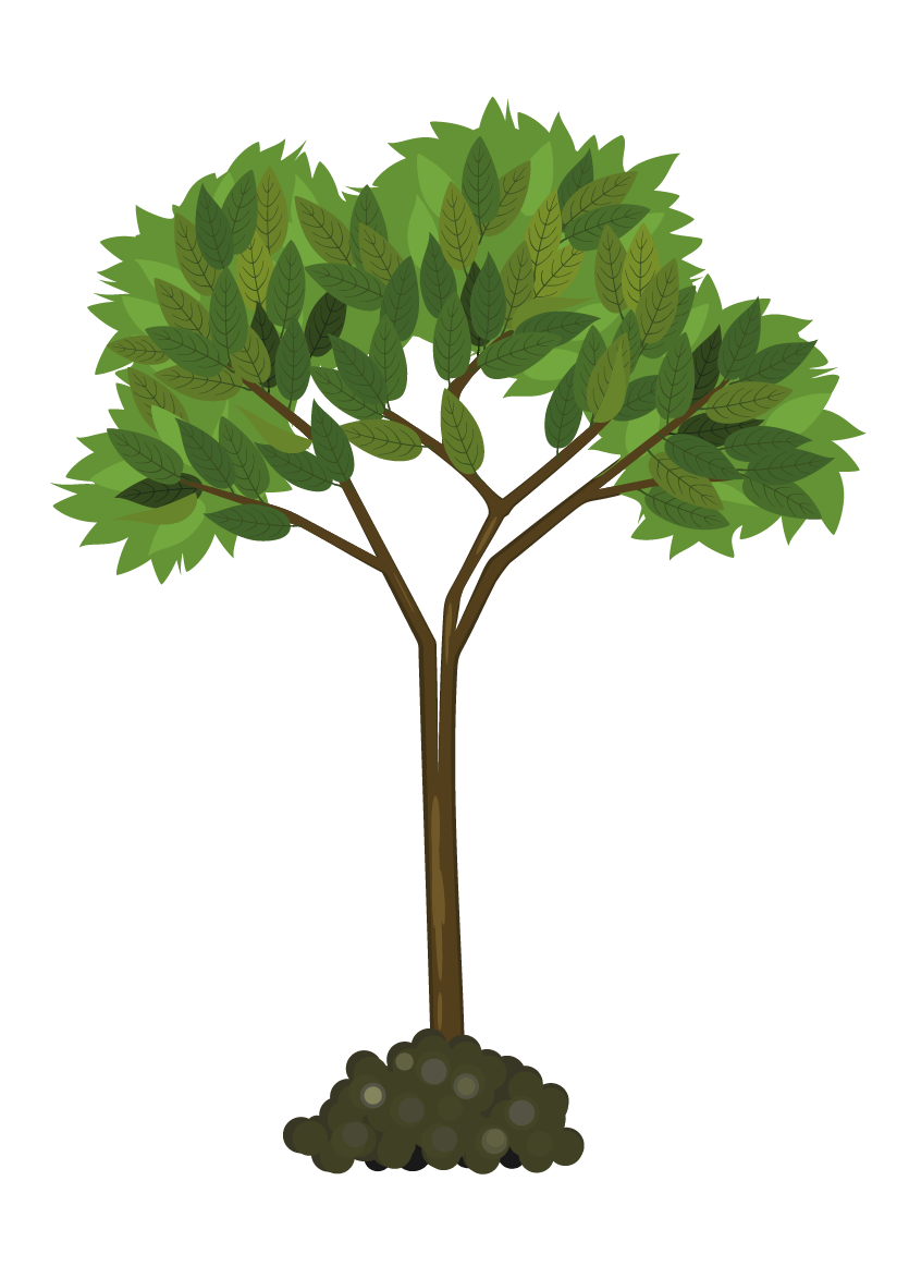 Woody plant, Flowerpot, Tree, Branch, Houseplant, Botany, Twig