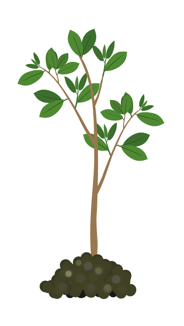 Terrestrial plant, Tree