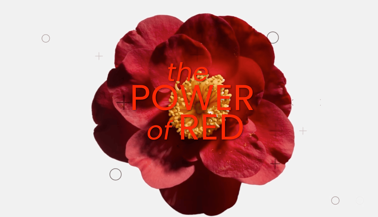 "the POWER of RED" text over a red flower, on a white background with abstract shapes.