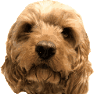 Close-up headshot of a fluffy brown dog looking directly at the viewer.