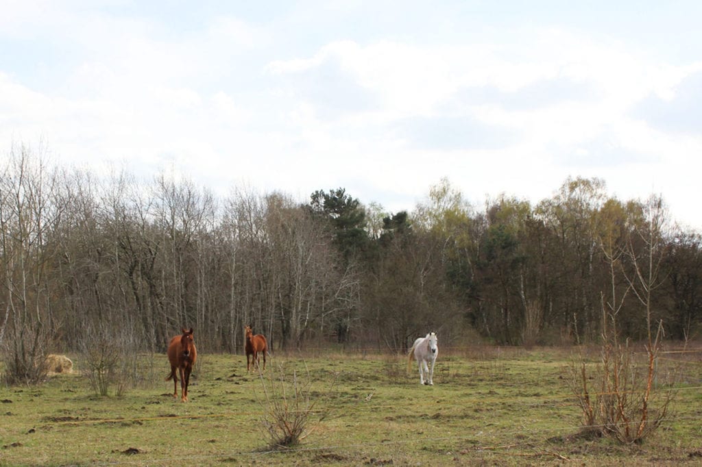 Two brown and one white horse in a field with bare trees and a cloudy sky.