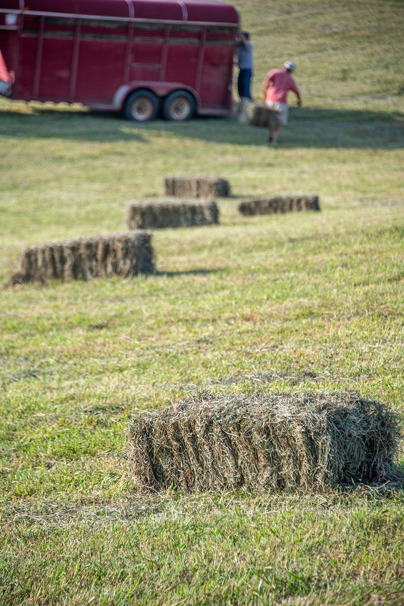 Hay, Grass, Straw, Grassland, Field, Plain, Grasses, Pasture, Agriculture, Prairie