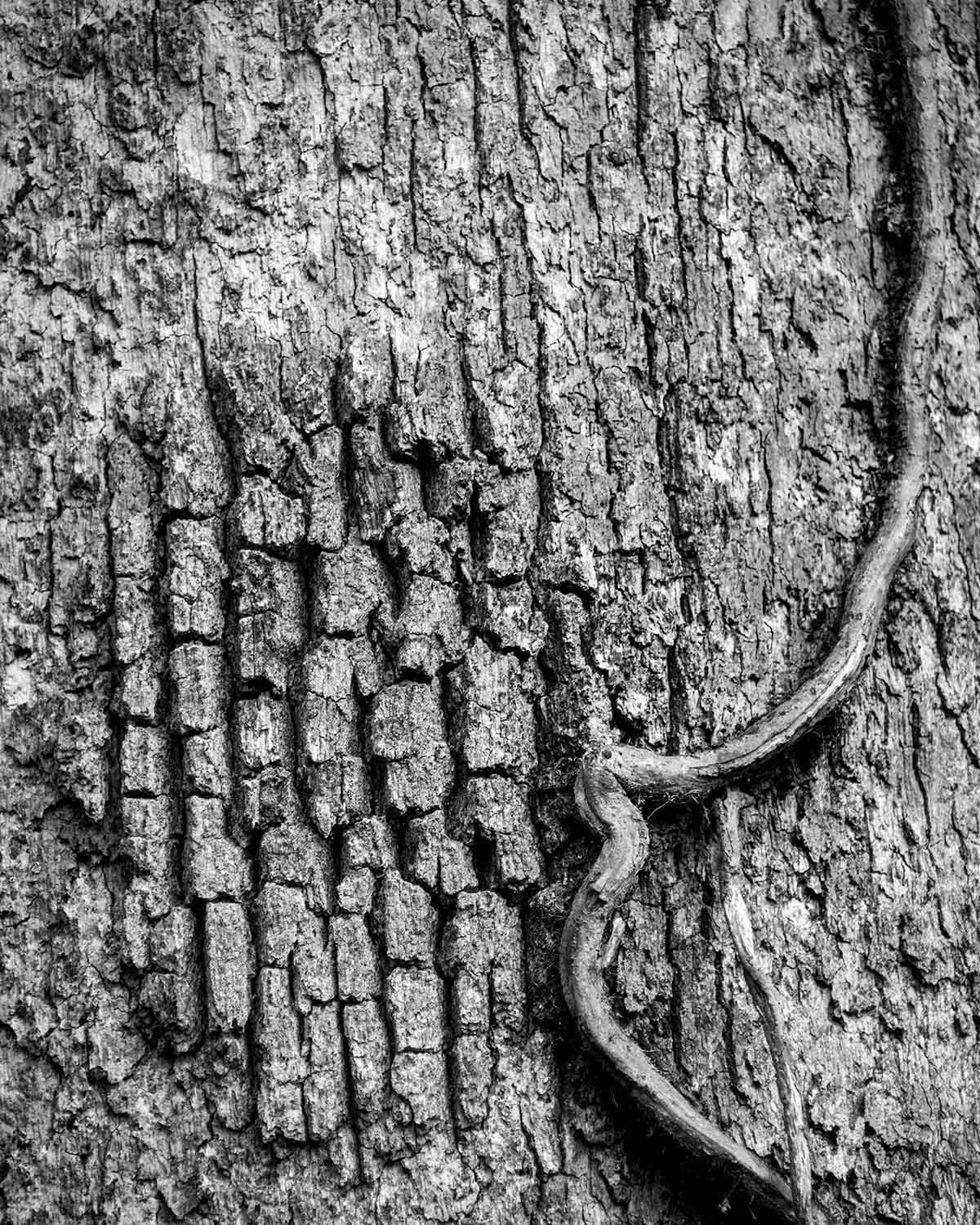Black and white, Monochrome photography, Wood, Trunk, Close-up, Grey