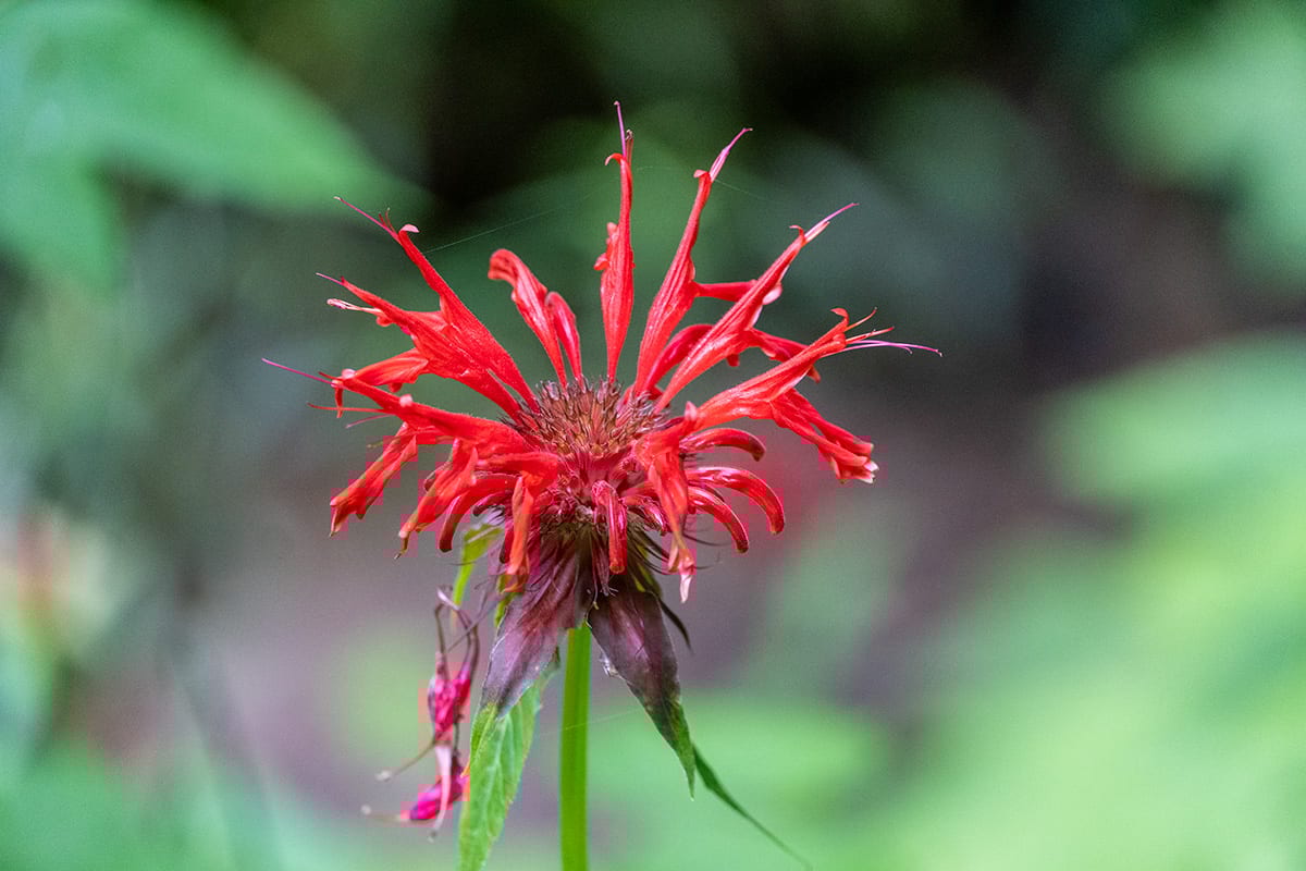 Scarlet beebalm, Flowering plant, Flower, Red, Green, Petal, Yellow, Pink, Close-up, Beebalms