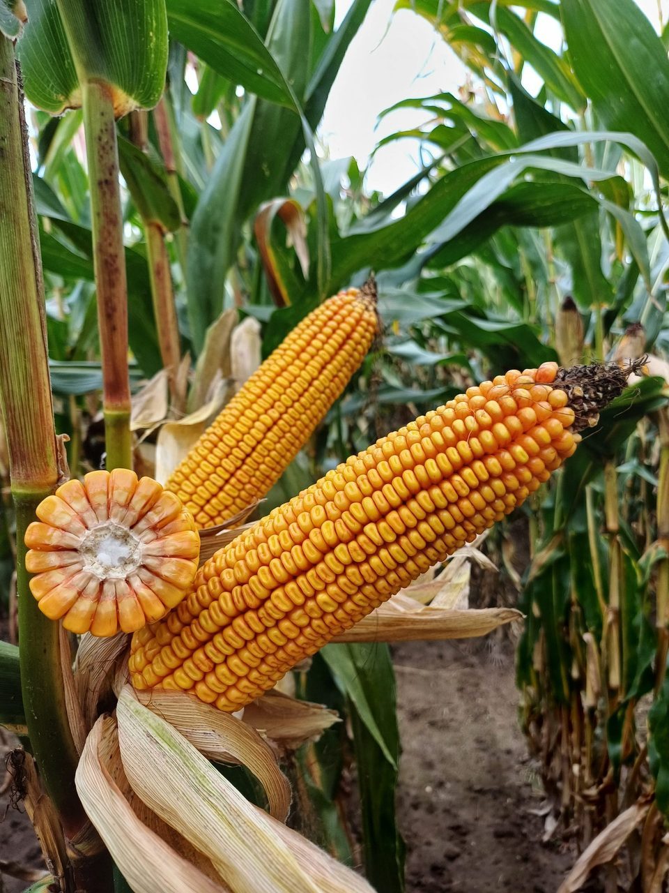 Corn on the cob, Natural foods, Food, Plant, Cuisine, Vegetable