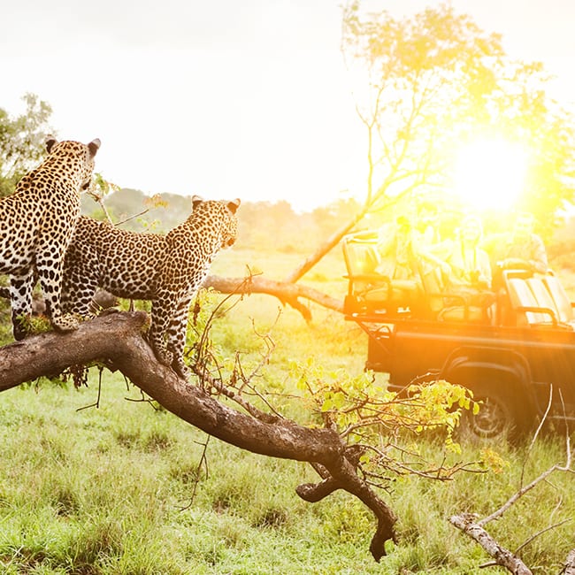 People in nature, Natural landscape, Sky, Plant, Wood, Twig, Tree, Grass, Fawn, Leopard