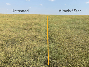 Grassland, Plain, Field, Grasses, Pasture, Prairie, Steppe