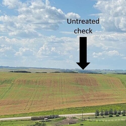 Yellow peas treated with Miravis Neo