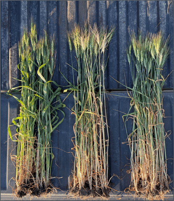 Wheat treated with Miravis Era is greener