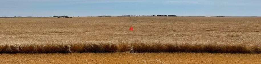 Miravis Era treated wheat crop