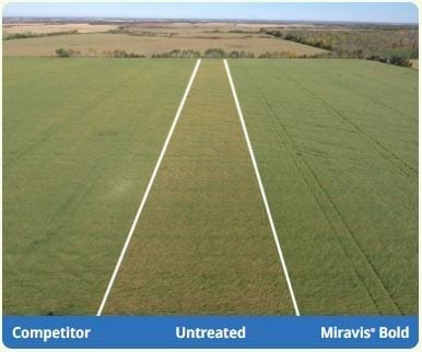 Miravis Bold treated canola
