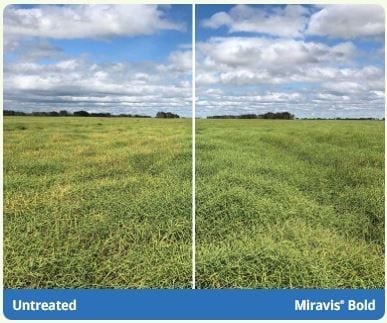 Untreated canola crop on left; treated with Miravis Bold on right