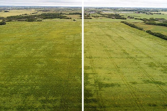 Field