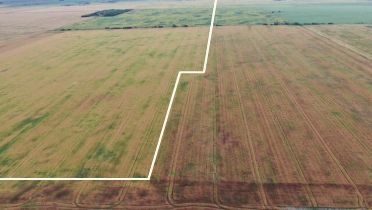 Field treated with Miravis Neo