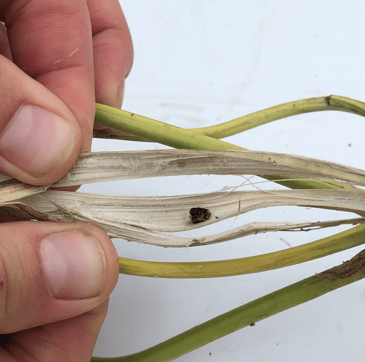 Sclerotinia body in canola stalk