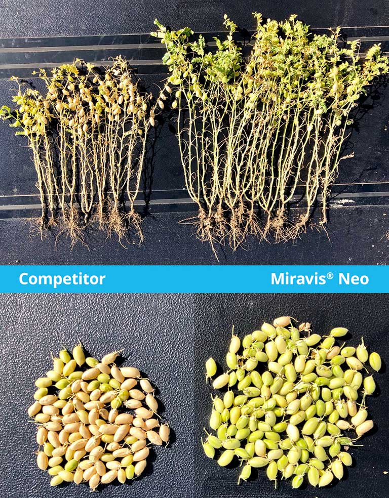 Healthy crop of chickpeas treated with Miravis Neo