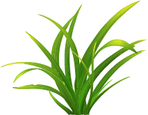 Terrestrial plant, Flowerpot, Houseplant, Arecales