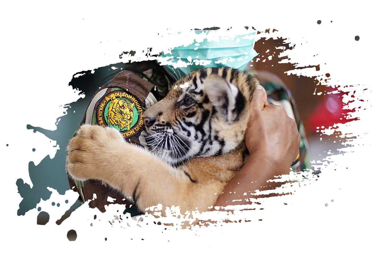 Bengal tiger, Big cats, Water, Happy
