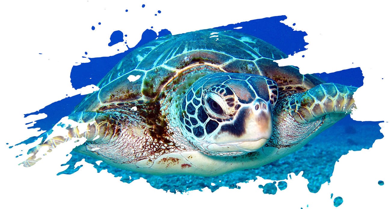 Hawksbill sea turtle, Marine biology, Vertebrate, Water, Azure, Underwater, Organism, Reptile, Aqua