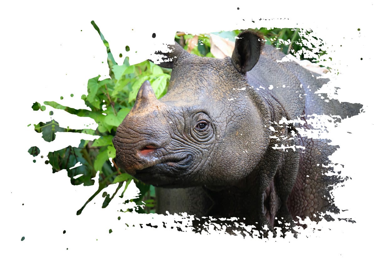 Indian rhinoceros, Plant