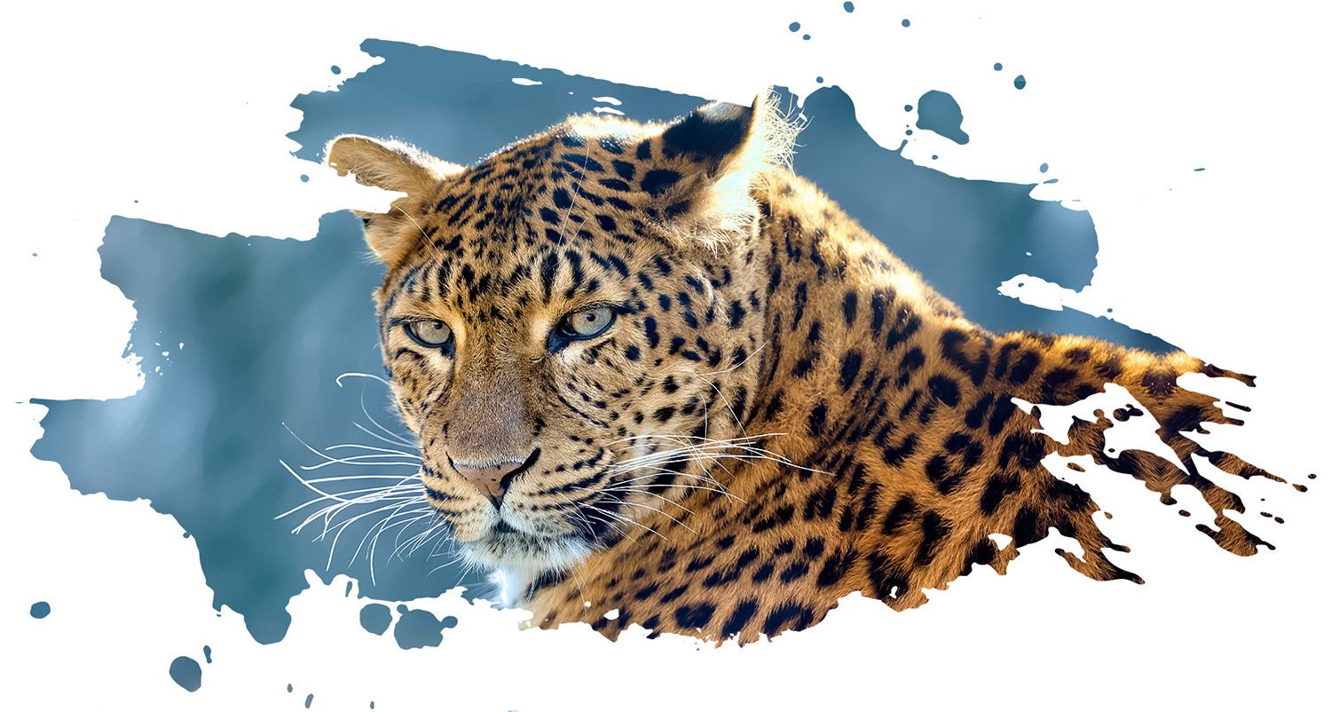 African leopard, Big cats, Carnivore, Felidae, Organism, Whiskers
