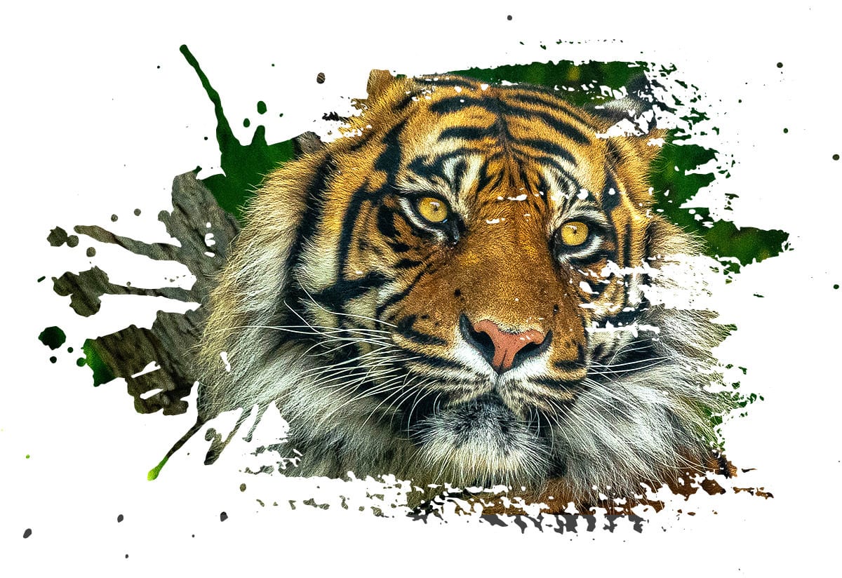 Siberian tiger, Terrestrial animal, Carnivore, Organism, Felidae, Whiskers