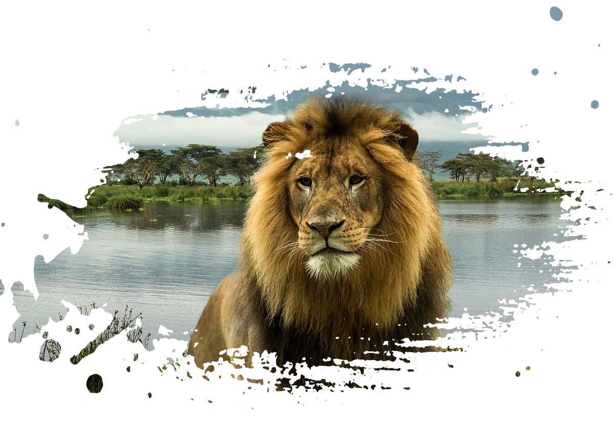 Masai lion, Big cats, Water, Nature, Felidae, Carnivore, Liquid, Plant