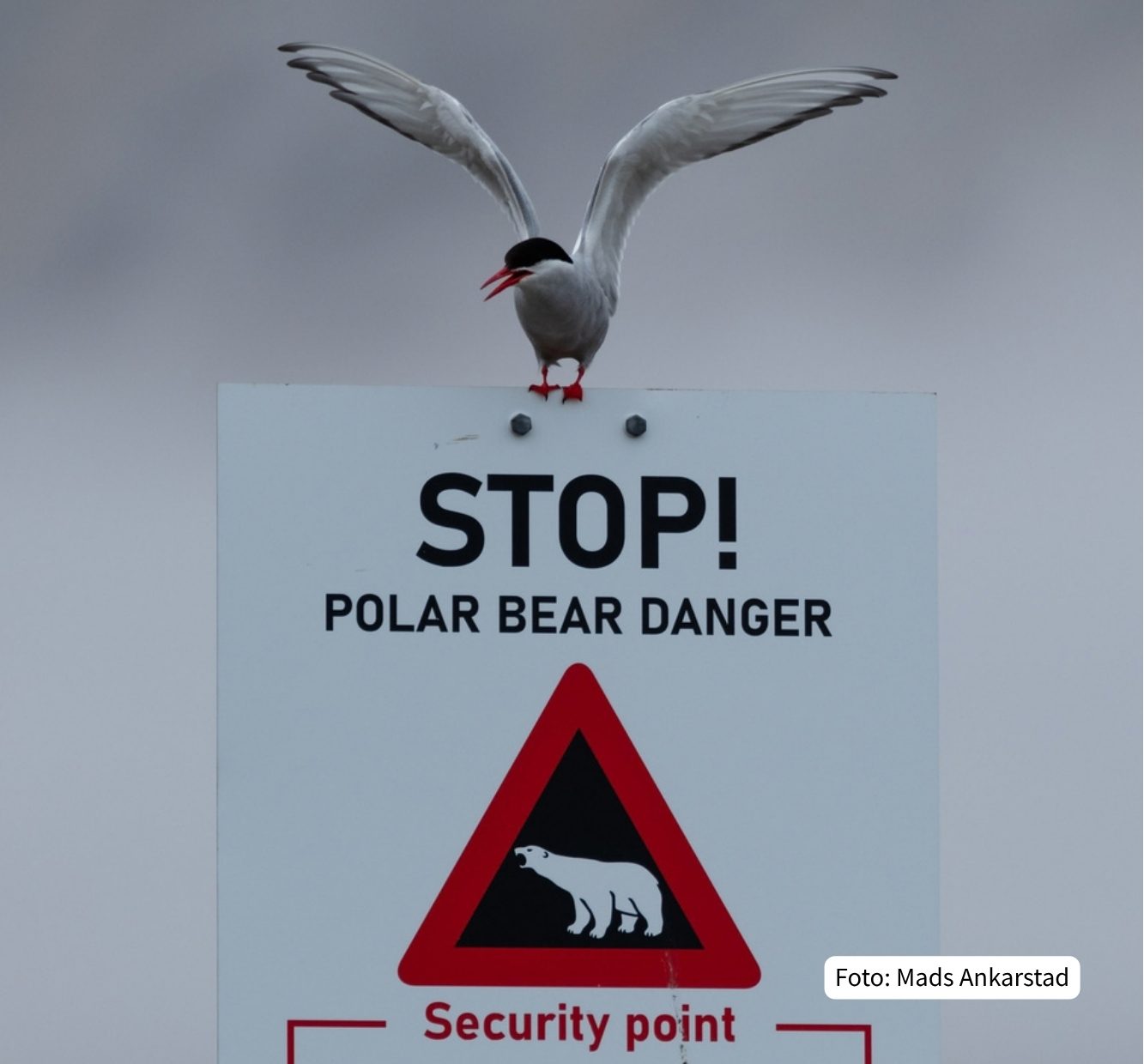 An Arctic tern with spread wings perched on a 'STOP! POLAR BEAR DANGER' sign featuring a polar bear icon.