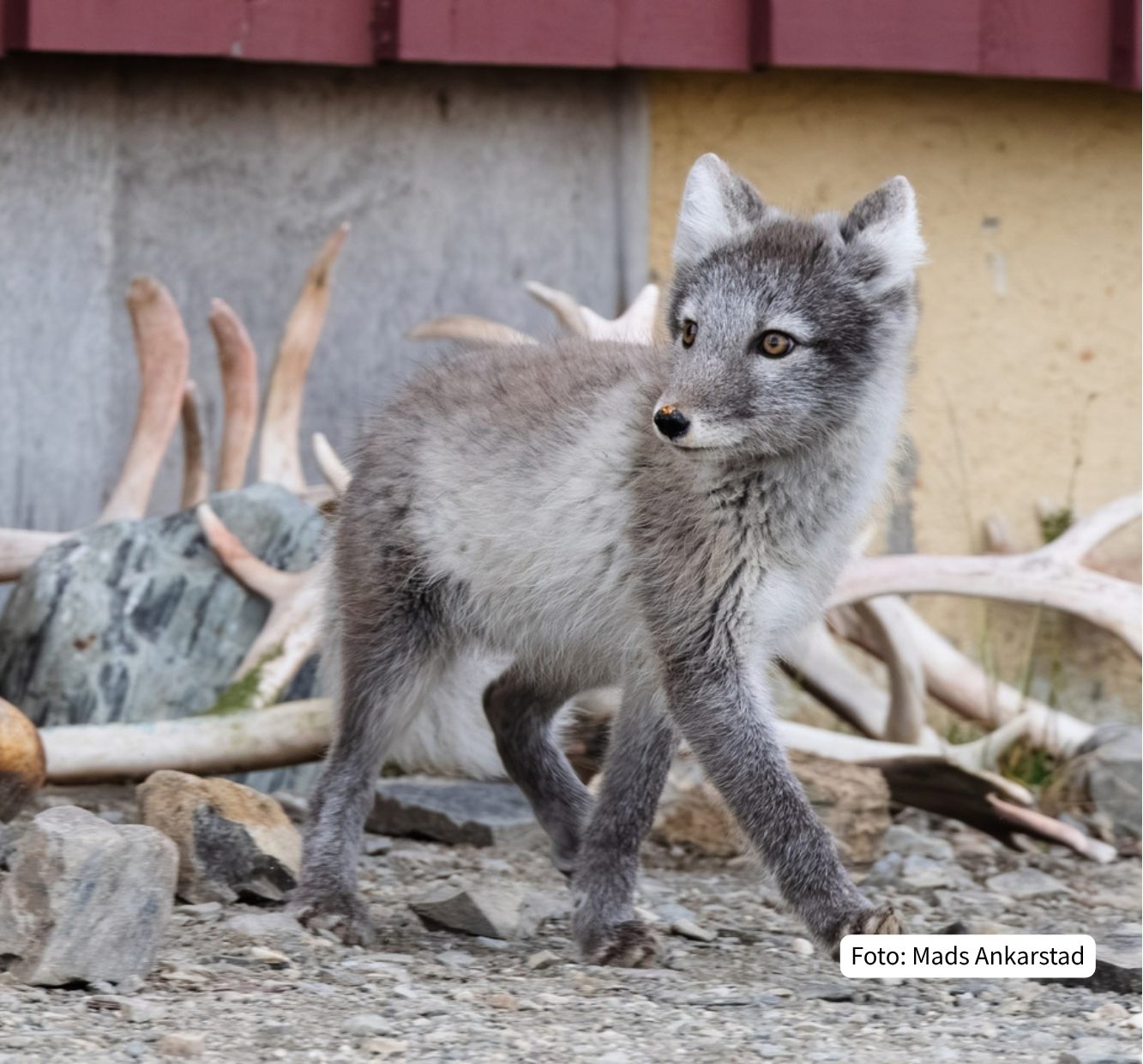 An arctic fox with gray fur stands on rocky ground, looking to the right, with antlers in the background.