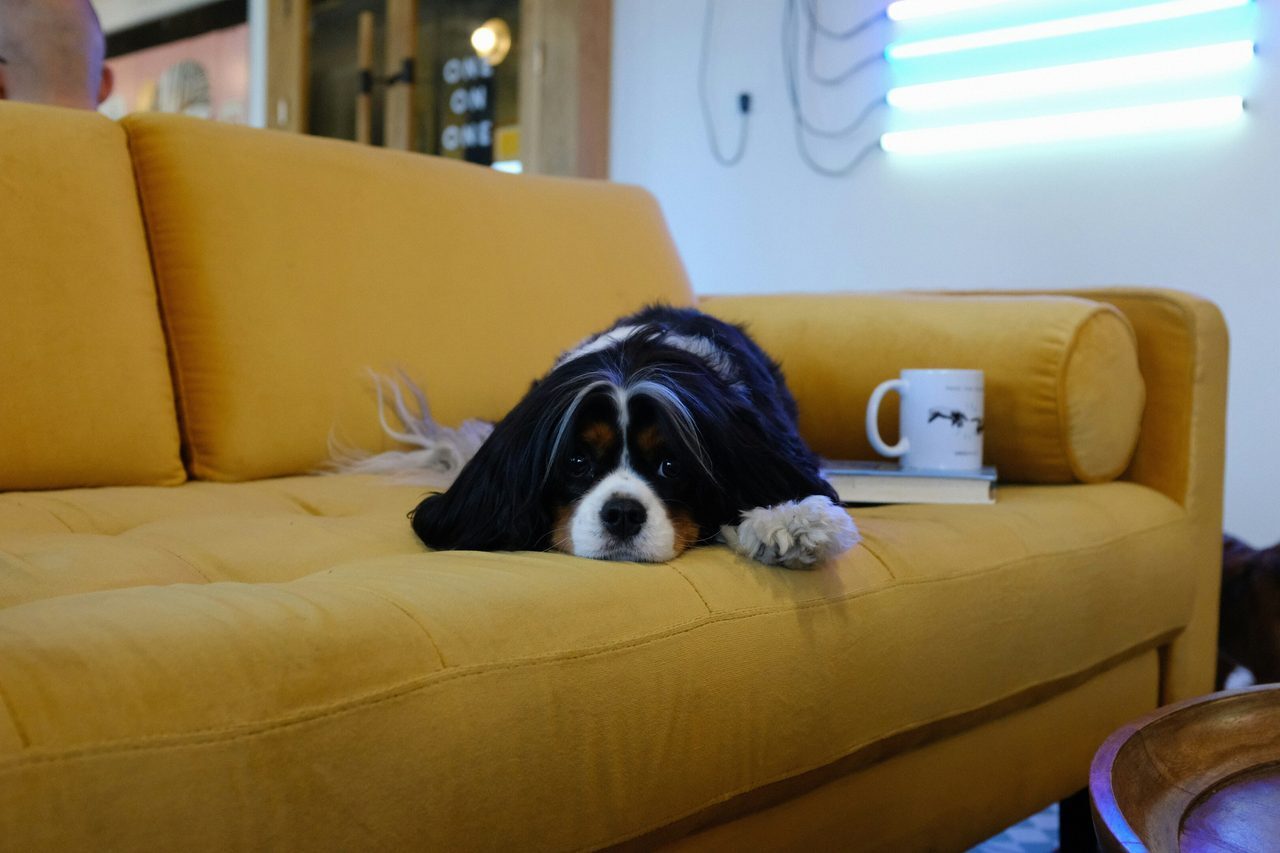 dog with a super cute face sitting around