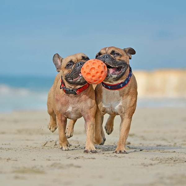 Working animal, Dog breed, Sky, Carnivore, Fawn