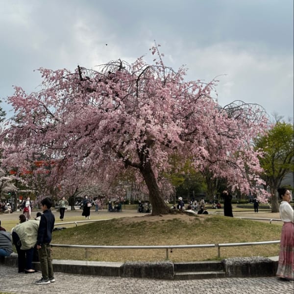 A large pink weeping cherry blossom tree in full bloom in a park with people under an overcast sky.