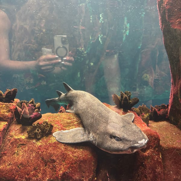 A small shark resting on a coral-covered rock in an aquarium, with a reflection of a person taking a photo.