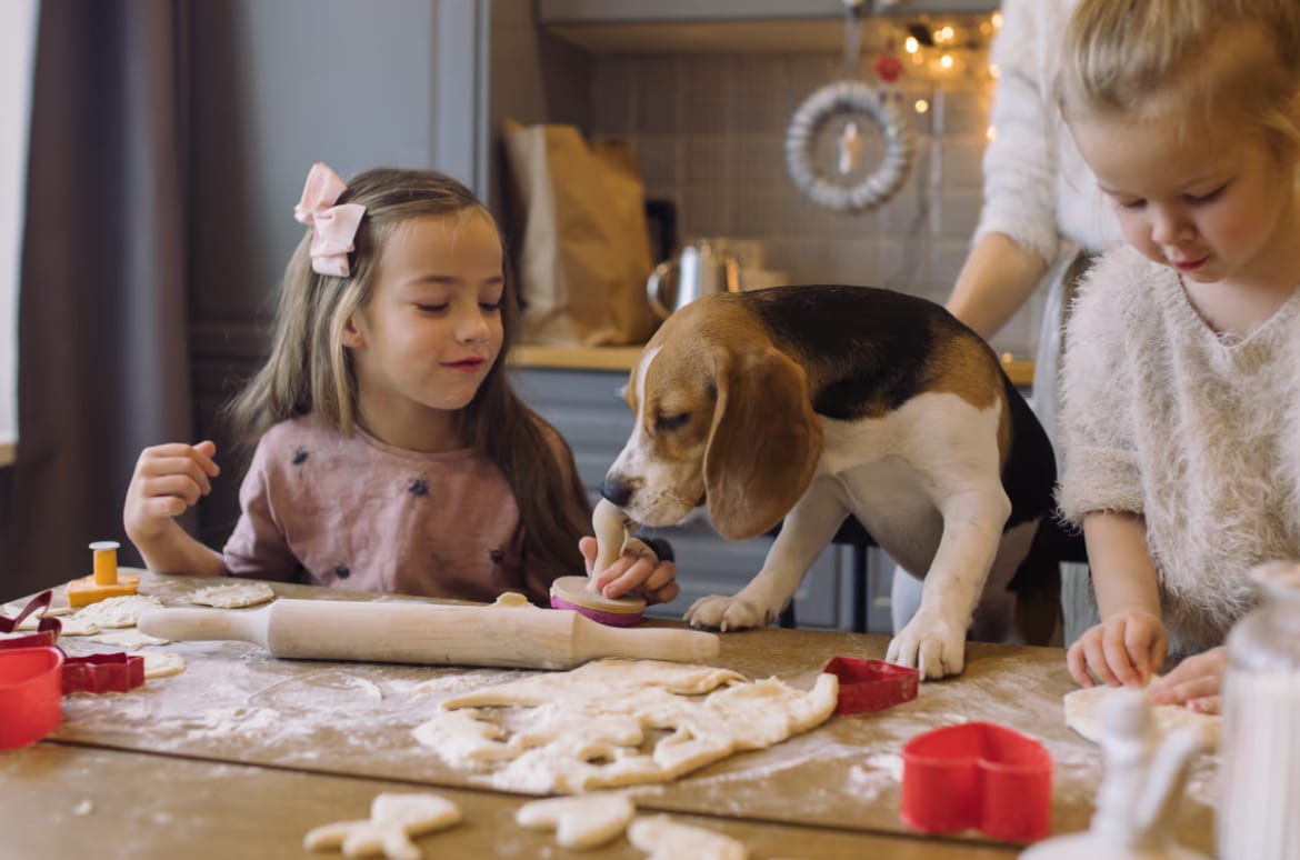 Dog, Carnivores, Child
