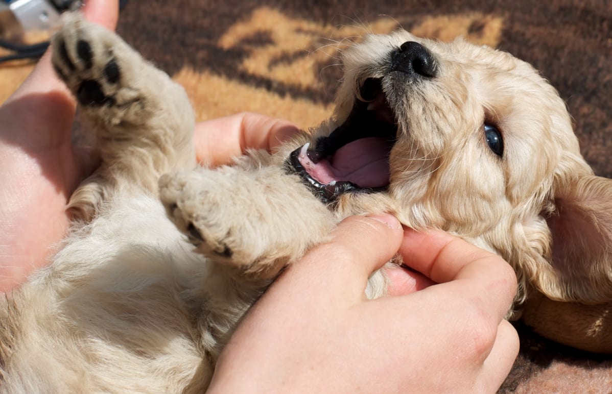 Working animal, Toy dog, Vertebrate, Carnivores, Snout, Tooth, Fur, Canidae