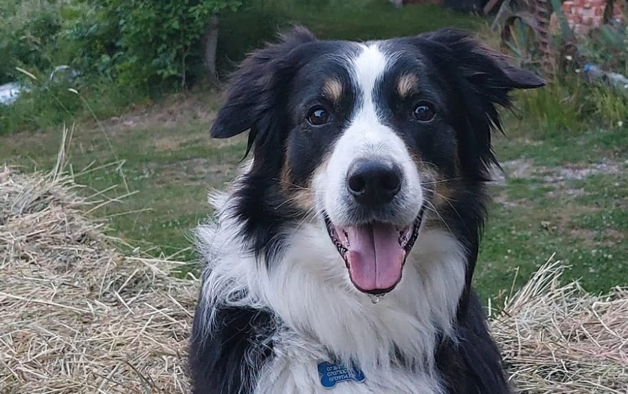 Working animal, Herding dog, Vertebrate, Carnivores, Black, Snout, Fur, Canidae