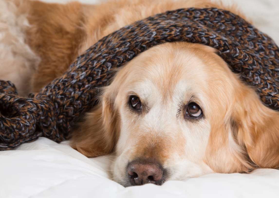 Working animal, Dog, Carnivores, Snout, Fur, Woolen, Canidae, Wool