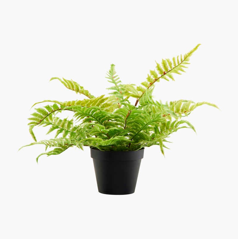 Terrestrial plant, Houseplant, Flowerpot, Vase